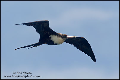 Great Frigatebird (Fregata minor)