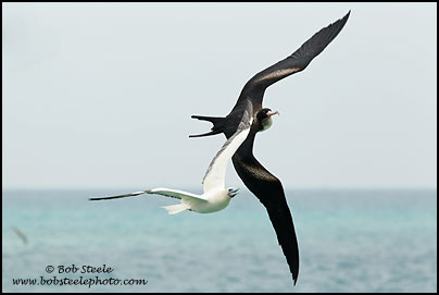 Great Frigatebird (Fregata minor)