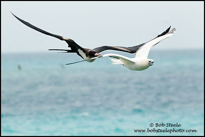 Great Frigatebird (Fregata minor)