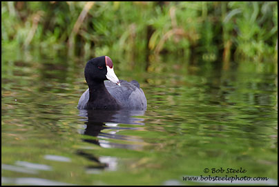 Hawaiian Coot (Fulica alai)