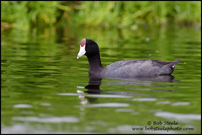 Hawaiian Coot (Fulica alai)