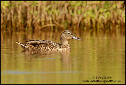 Hawaiian Duck (Anas wyvilliana)