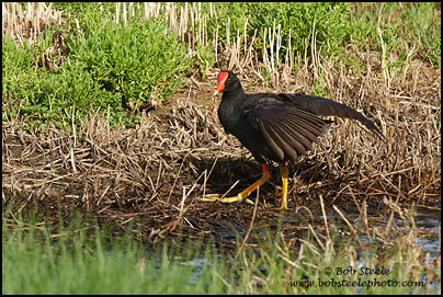 Hawaiian Moorhen (Gallinula chloropus sanvicensis)
