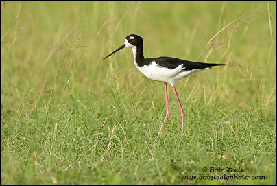 Hawaiian Stilt (Himantopus mexicanus knudseni)
