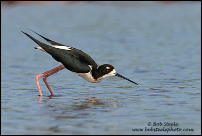 Hawaiian Stilt (Himantopus mexicanus knudseni)