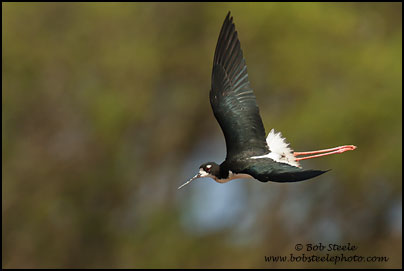 Hawaiian Stilt (Himantopus mexicanus knudseni)