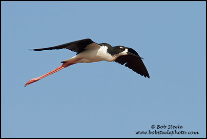 Hawaiian Stilt (Himantopus mexicanus knudseni)