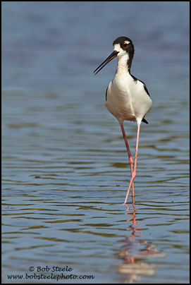 Hawaiian Stilt (Himantopus mexicanus knudseni)