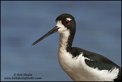 Hawaiian Stilt (Himantopus mexicanus knudseni)