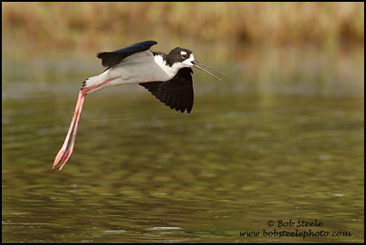 Hawaiian Stilt (Himantopus mexicanus knudseni)
