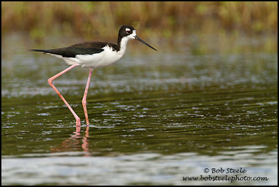 Hawaiian Stilt (Himantopus mexicanus knudseni)