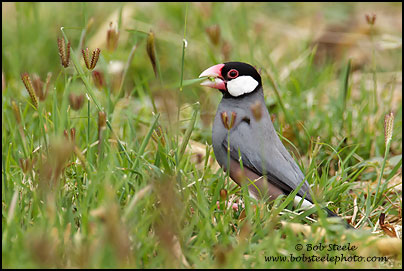 Java Sparrow (Lonchura oryzivora)