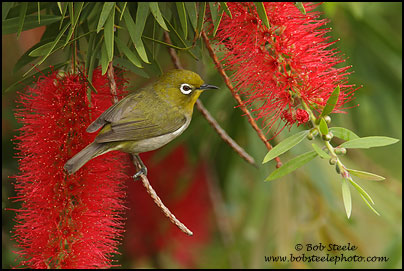 Japanese White-eye (Zosterops japonicus)