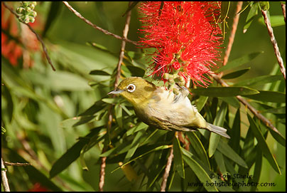 Japanese White-eye (Zosterops japonicus)