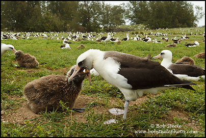 Laysan Albatross (Phoebastria immutabilis)