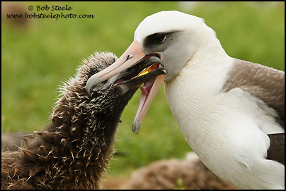 Laysan Albatross (Phoebastria immutabilis)