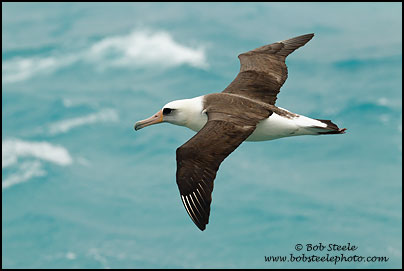 Laysan Albatross (Phoebastria immutabilis)
