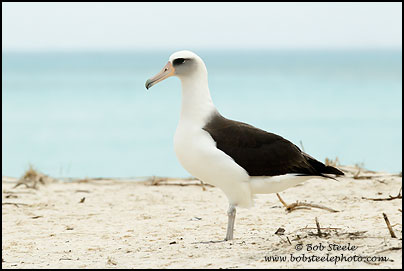 Laysan Albatross (Phoebastria immutabilis)