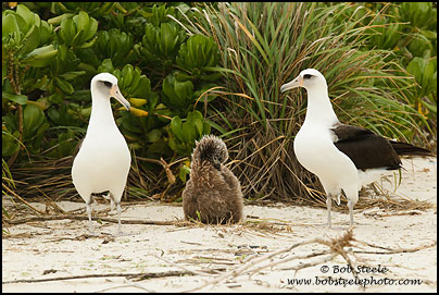 Laysan Albatross (Phoebastria immutabilis)
