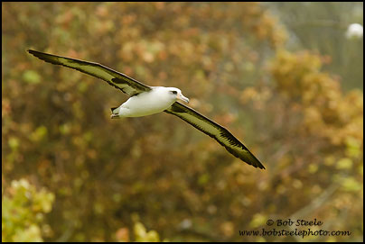 Laysan Albatross (Phoebastria immutabilis)