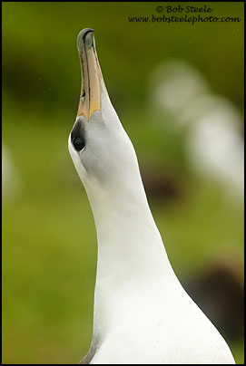 Laysan Albatross (Phoebastria immutabilis)