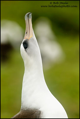 Laysan Albatross (Phoebastria immutabilis)