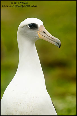 Laysan Albatross (Phoebastria immutabilis)