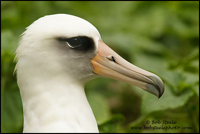 Laysan Albatross (Phoebastria immutabilis)