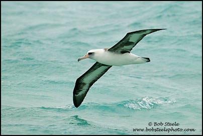 Laysan Albatross (Phoebastria immutabilis)