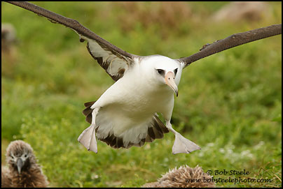 Laysan Albatross (Phoebastria immutabilis)