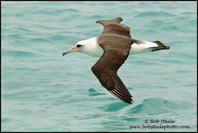 Laysan Albatross (Phoebastria immutabilis)