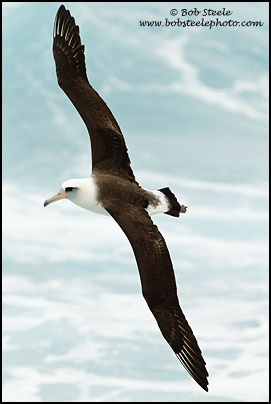 Laysan Albatross (Phoebastria immutabilis)