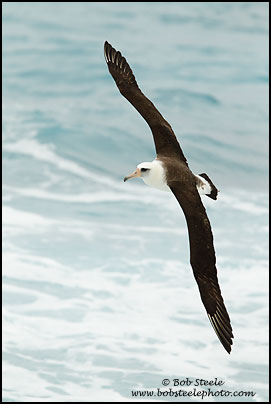 Laysan Albatross (Phoebastria immutabilis)