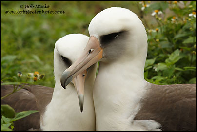 Laysan Albatross (Phoebastria immutabilis)