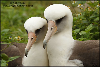 Laysan Albatross (Phoebastria immutabilis)