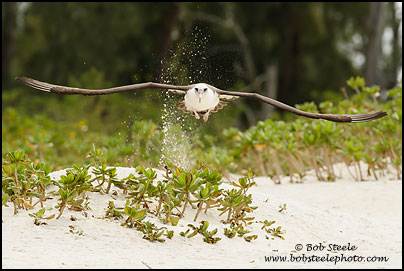 Laysan Albatross (Phoebastria immutabilis)