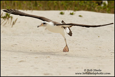 Laysan Albatross (Phoebastria immutabilis)