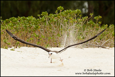 Laysan Albatross (Phoebastria immutabilis)