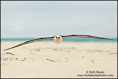 Laysan Albatross (Phoebastria immutabilis)