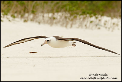 Laysan Albatross (Phoebastria immutabilis)