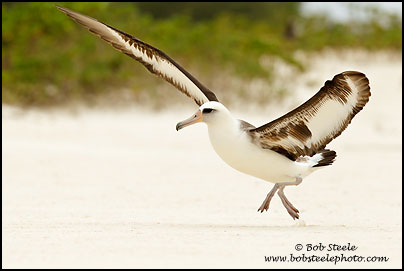 Laysan Albatross (Phoebastria immutabilis)