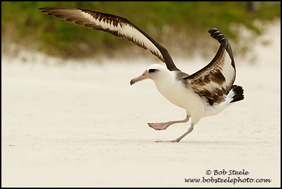 Laysan Albatross (Phoebastria immutabilis)