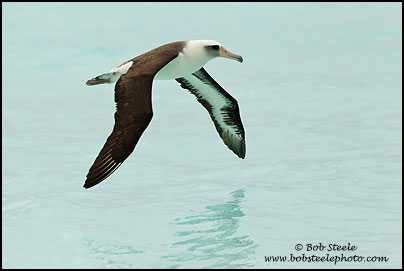 Laysan Albatross (Phoebastria immutabilis)