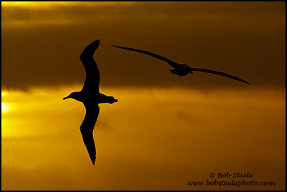 Laysan Albatross (Phoebastria immutabilis)