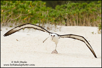 Laysan Albatross (Phoebastria immutabilis)
