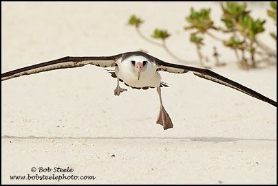 Laysan Albatross (Phoebastria immutabilis)