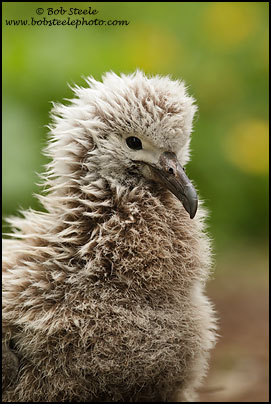 Laysan Albatross (Phoebastria immutabilis)