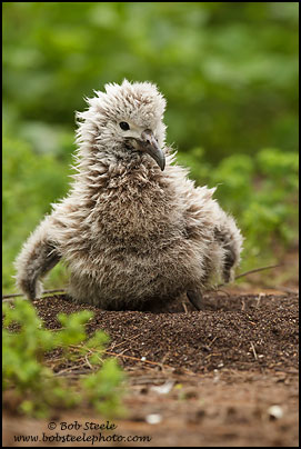 Laysan Albatross (Phoebastria immutabilis)