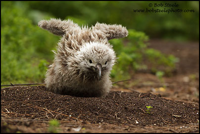 Laysan Albatross (Phoebastria immutabilis)