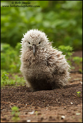 Laysan Albatross (Phoebastria immutabilis)